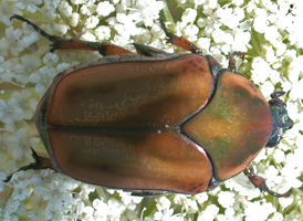 Green June Beetle